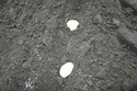 ２．種芋の播種作業（４月下旬） 